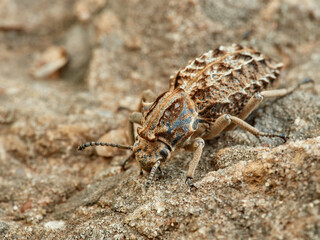 Strange armored beetle the same color as the rocks. Genus Sepidium. 