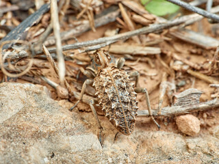 Strange armored beetle the same color as the rocks. Genus Sepidium. 