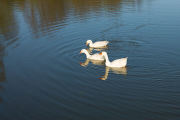 Three white geese swim in a lake with green water. A flock of geese swims in the pond.