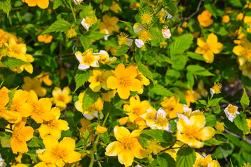 yellow flowers