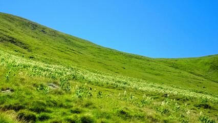 Fototapeta na wymiar mountain landscape with flowers and blue sky
