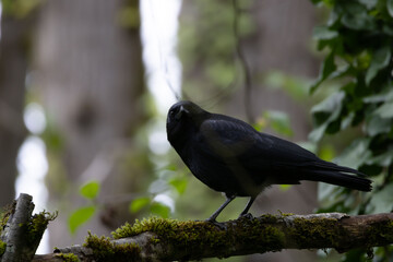 Awesome crow staring at camera on dark day.