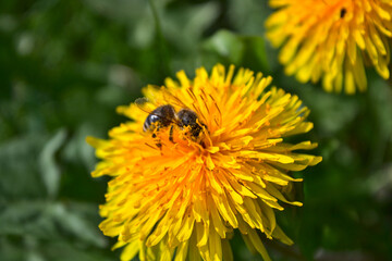 bee on dandelion