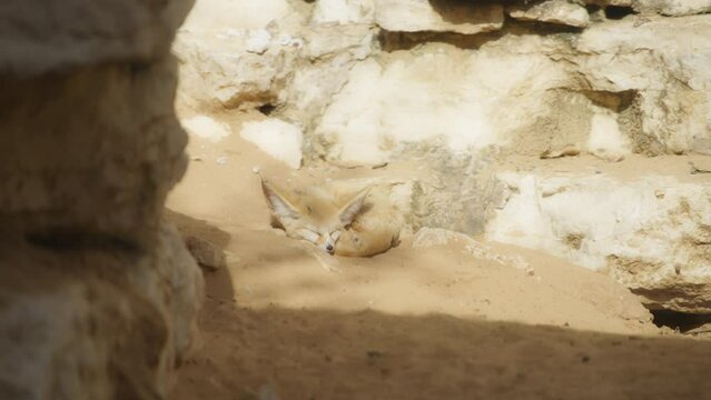 Fennec Fox sleeping in the sand between the rocks. Slow motion. 