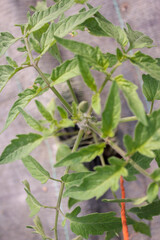 green leaves of a tomatoe plant in a greenhouse