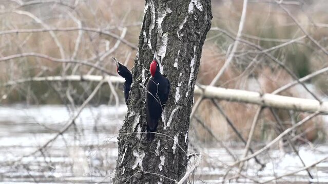Black woodpecker (Dryocopus martius) in its natural environment