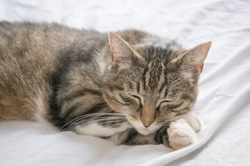 Obraz na płótnie Canvas portrait of a sleeping cat
