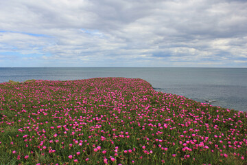 flowers on the beach