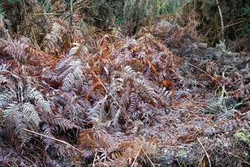 Brown dry old bracken in the woodland