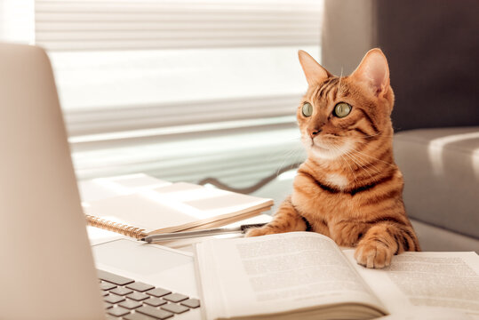 Home office concept. The cat is sitting at the laptop.