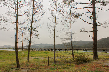 misty morning in the forest