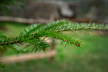 A green branch of a spruce Christmas tree with drops of dew.