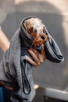 Woman Drying Terrier Dog With Towel