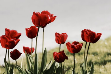 Red tulip flowers landscape.Toned,Selective focus.Floral card.Poster