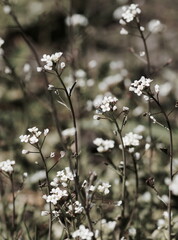 Wild flowers pattern landscape  background neutral colors. Spring or summer flowers . Toned. Selective focus. Poster.Floral card.