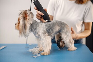 Yorkshire terrier getting procedure by the female groomer
