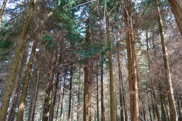 Fototapeta premium Looking in to a pine tree forest 