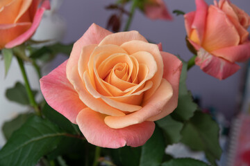 Pink rose flower isolated on white background, soft focus and clipping path