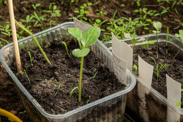 young watermelon seedlings growing on the vegetable bed .