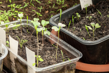 Seedling of cabbage, broccoli and cauliflower on black plastic tray with sunlight and bokeh background.