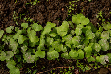 Young radish Raphanus sativus sprouts growing in greenhouse. Radish seedlings in the garden. Green leaves of radish plant. Close up. Detail. Selective focus.
