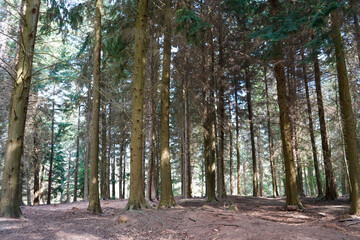 Looking in to a pine tree forest 