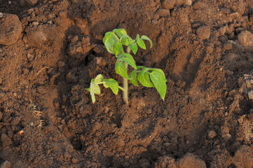 tomato seedlings before planting in the ground
