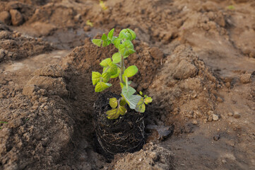 tomato seedlings before planting in the ground