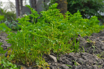 Obraz premium green parsley grows in the garden