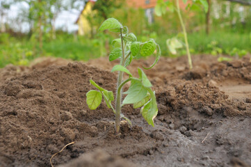 tomato seedlings before planting in the ground