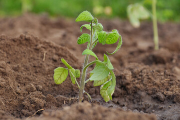tomato seedlings before planting in the ground