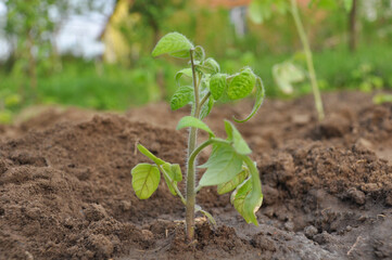 tomato seedlings before planting in the ground