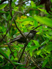 Black and white Asian red eye Cuckoo bird siting on the tree in the forest green leaf backgrounds selective focus images.