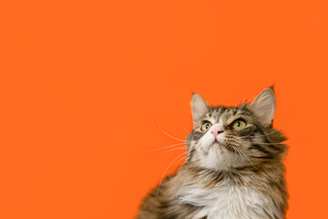 A Maine Coon cat. Thoroughbred domestic cat on an orange background. Pets. Copy space