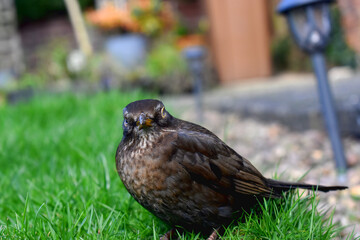 Close-up of female blackbird standing on green grass with blurred background.  Wild birds in spring season garden in The UK. Nature background.