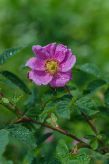 Obraz premium Flowers- soft focus effect. Depth of field