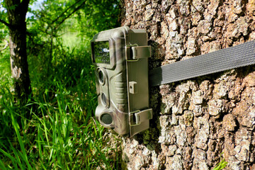 Camouflaged trail, or wildlife camera strapped to an oak tree for taking films or pictures of wildlife
