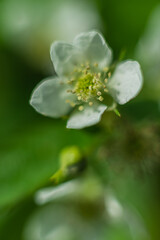 Flowers- soft focus effect. Depth of field