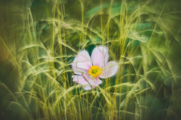 Fototapeta na wymiar Flowers- soft focus effect. Depth of field