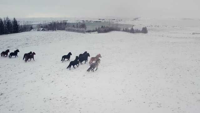 Wild horses, volcanic landscape,above, aerial view, wild nature in snowy winter, Icelandic Highlands, Pakgil, Suourland, Iceland, Polar Regions