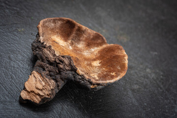 Forest mushrooms polypores - medicine plant