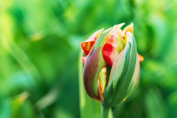 Still life flowers- background art