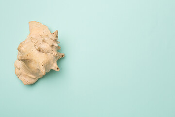 Sea shell on color background, top view