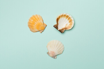 Sea shells on color background, top view. Summer concept