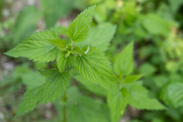 plan d'orties en forêt