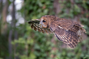The barn owl flies through the forest and hunts.