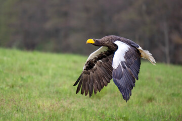 A Kamchatka eagle flies pasture around a falconer.