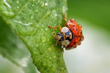 The ladybug crawls on a leaf in the morning dew.
