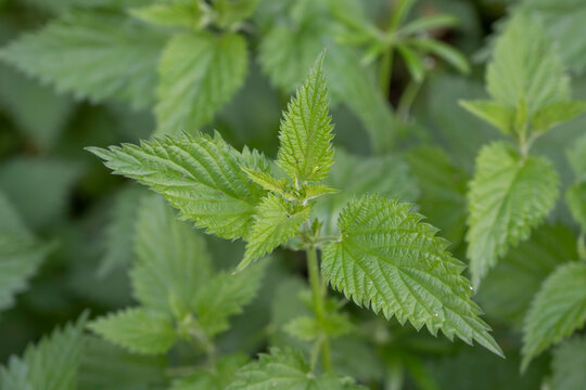 feuilles d'ortie avec un puceron vert