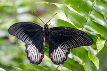 freshly hatched butterflies at the show.